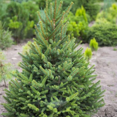 Ель обыкновенная  Picea abies