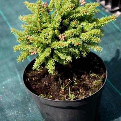 Ель обыкновенная Picea abies Nidiformis