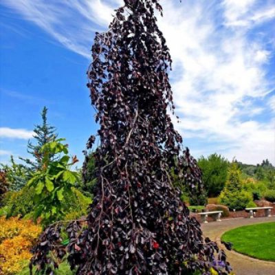 Бук Sylvatica Purple Fountain