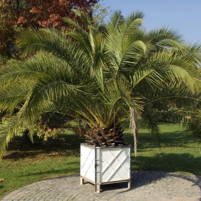 Финиковая пальма Canariensis
