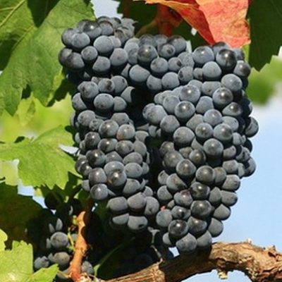 Виноград Плодовый