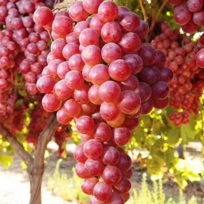Виноград Плодовый