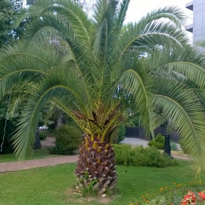 Финиковая пальма Canariensis