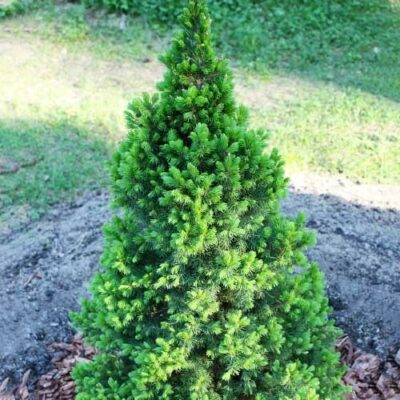Ель Picea Glauca Conica December