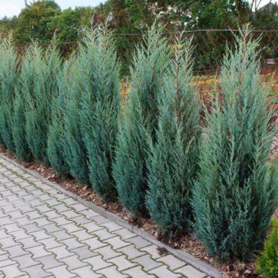 Можжевельник Juniperus Blue Arrow Extra