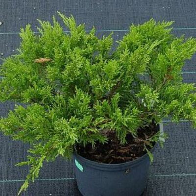 Можжевельник Juniperus Sabina «Rockery Gem»