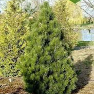 Сосна Pinus Leucodermis
