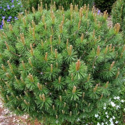 Сосна Pinus Mugo Litomysl