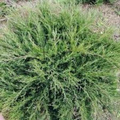 Можжевельник Juniperus Sabina Mas
