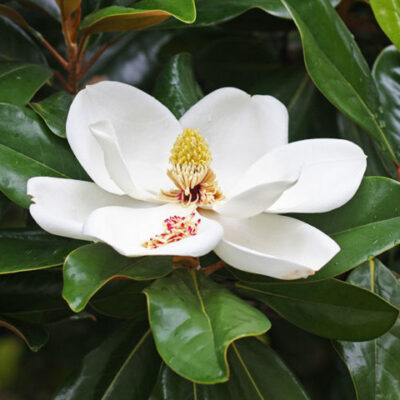 Магнолия Magnolia Grandiflora