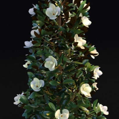Магнолия Magnolia Grandiflora