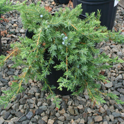 Можжевельник Juniperus Conferta Emerald Sea
