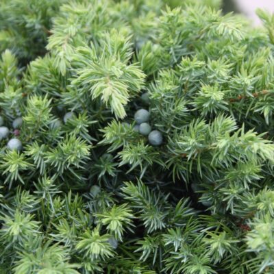Можжевельник Juniperus Conferta Schlager