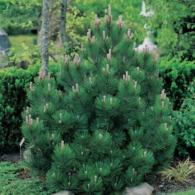Pinus Leucodermis Compac Gem