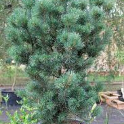 Сосна Pinus Silvestris Watereri
