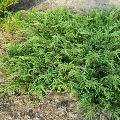 Можжевельник Juniperus Communis «Repanda»