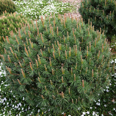 Сосна Pinus Mugo Litomysl