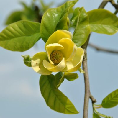 Магнолия Magnolia Yellow Bird