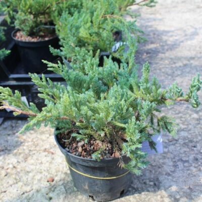 Mожжевельник Juniperus Squamata Blue Carpet