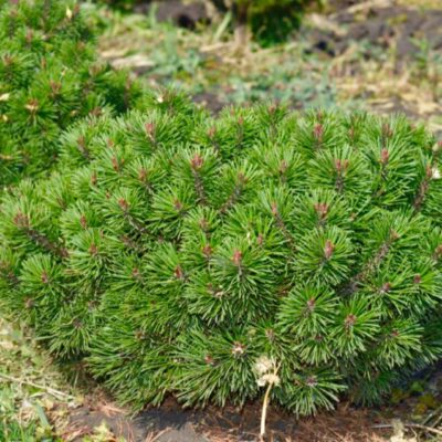 Сосна Pinus Mugo Mops