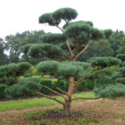 Сосна Pinus Silvestris Pompom
