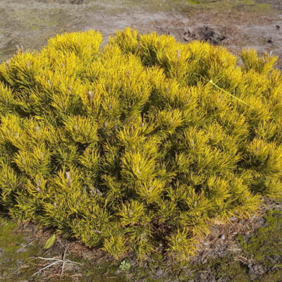 Pinus Mugo Dezember Gold