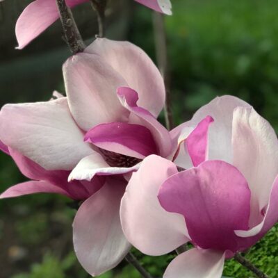 Магнолия Magnolia x Soulangeana Alexandrina