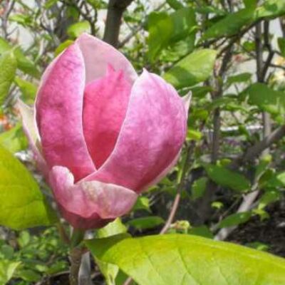 Магнолия Magnolia x Soulangeana Picture