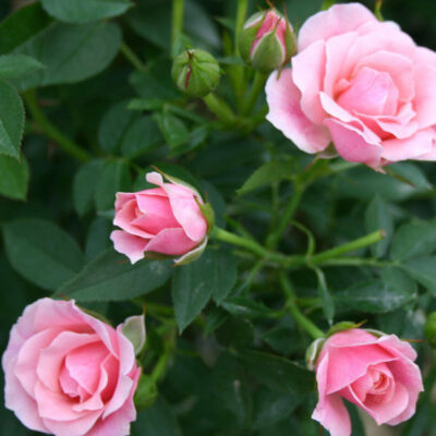 Роза Roza Miniature Pink