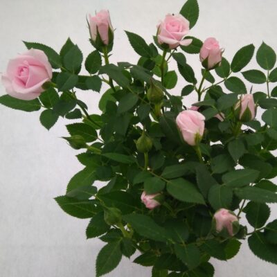 Роза Roza Miniature Pink