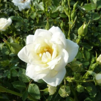 Роза Roza Miniature White