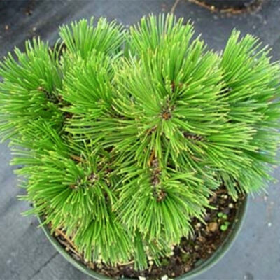 Сосна Pinus Leucodermis Smidtii