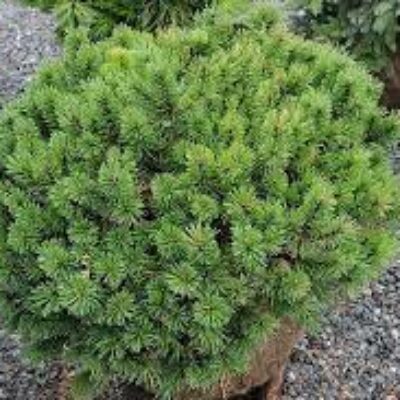 Сосна Pinus uncinata Litomysl